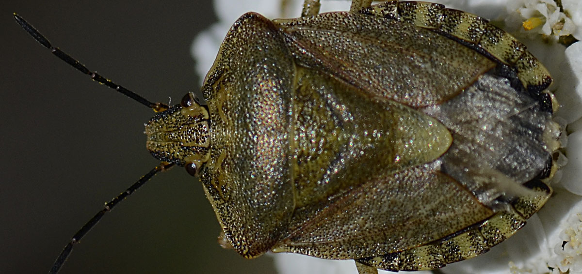 Pentatomidae: Carpocoris melanocerus del Trentino (TN)